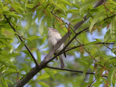 Warbling Vireo