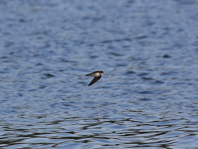 Bank Swallow