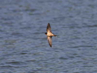 Barn Swallow