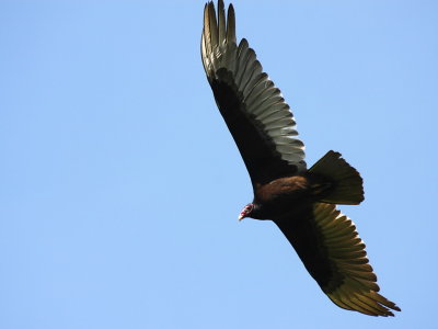Turkey Vulture