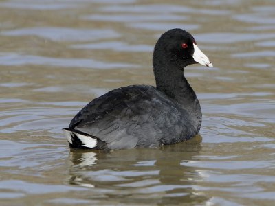 American Coot
