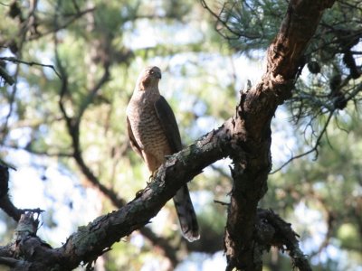 Coopers Hawk