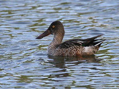 Northern Shoveler