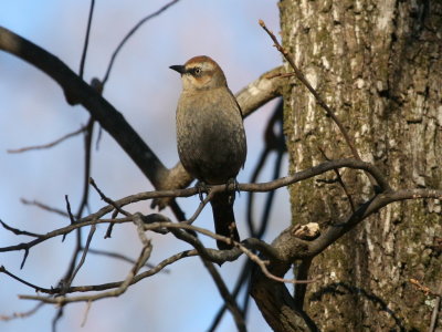 Rusty Blackbird