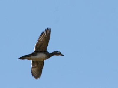 Wood Duck