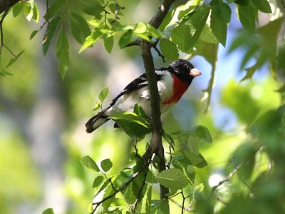 Rose-breasted Grosbeak