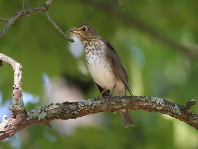 Swainson's Thrush