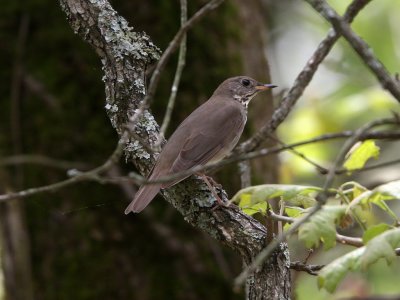 Gray-cheeked Thrush