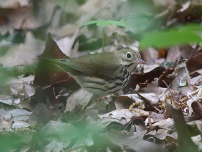 Ovenbird