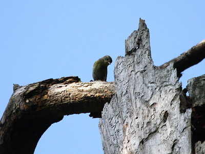 Cape May Warbler (1st year Female)