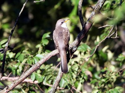 Yellow-billed Cuckoo