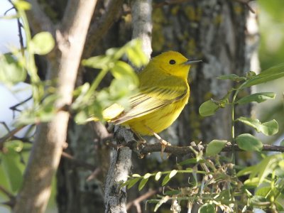 Yellow Warbler