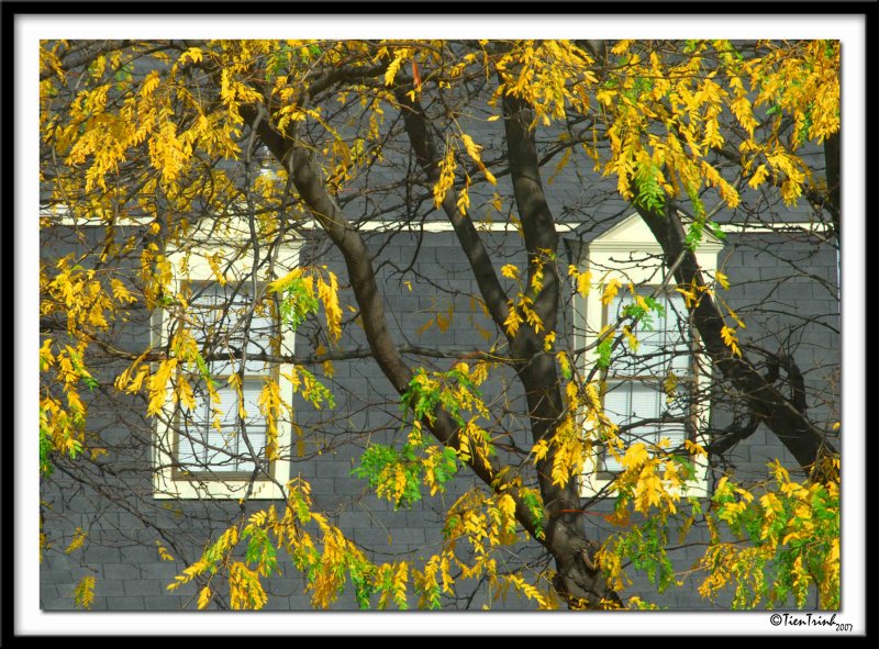 Windows in Autumn2