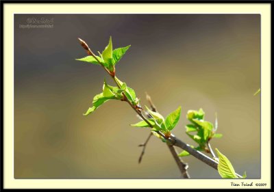 Leaves