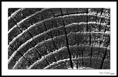 Stages of  life_bw