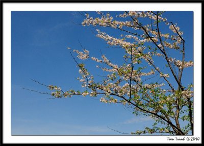 Cherry Branches