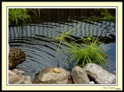 The Pond