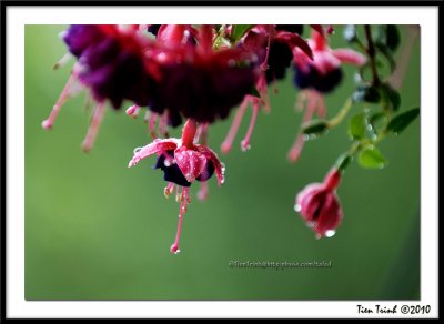 Fuschia4