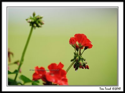 Red Geranium