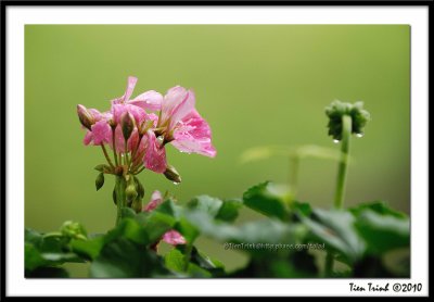 Wet Geranium