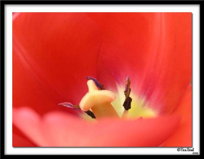 Red Tulip