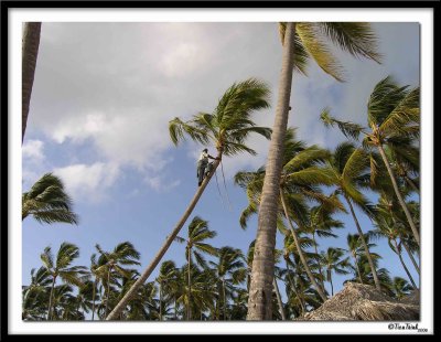 Palm Tree Climber2