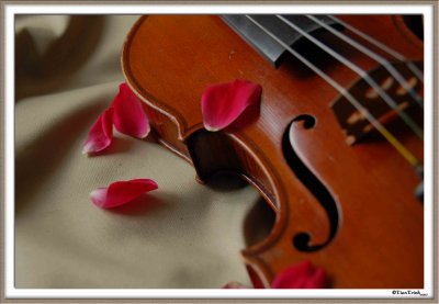 Rose Violin
