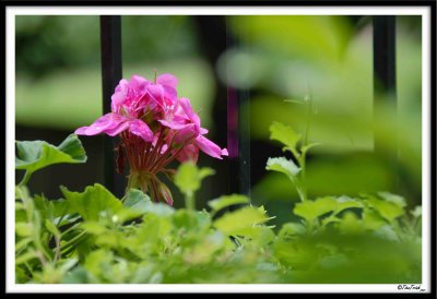 Mom's Geranium