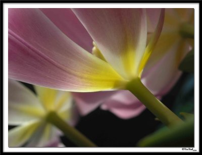 Umbrellas of Tulips