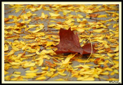 Feuille Morte