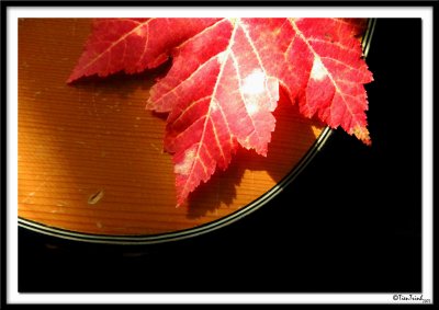 Leaf on Guitar