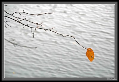 The Last Leaf
