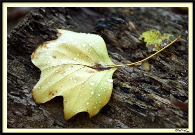 Wet Leaf
