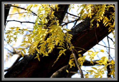 Yellow on Brown