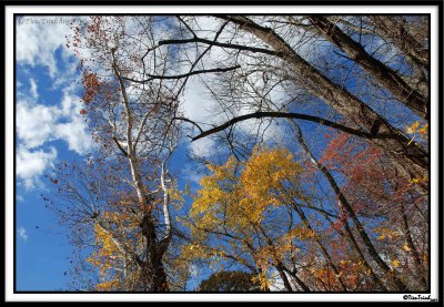 Late Fall