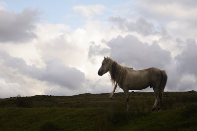 Feral Pony