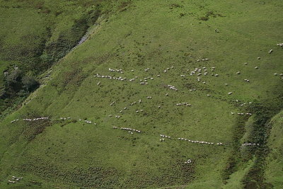 Gathering Sheep