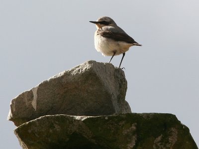 Wheatear 5.JPG