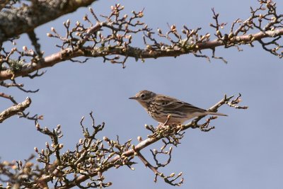 Meadow Pipit.JPG