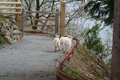 3 Lambs 2.JPG