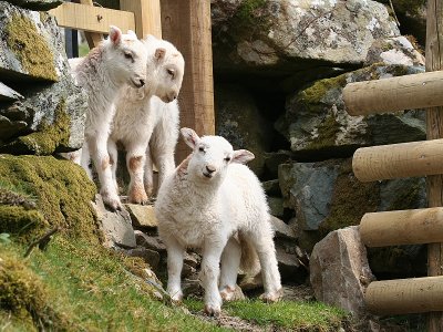 3 Lambs 3.JPG
