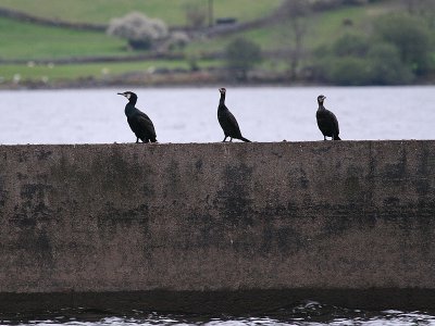 3 Cormorants
