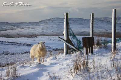 Sheep and Posts