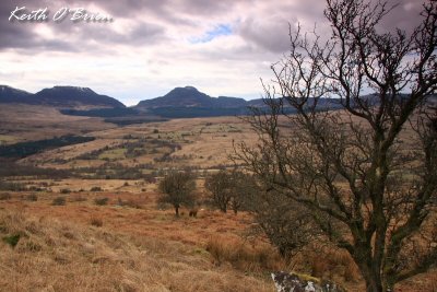 Trees and Rhinogs