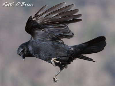 Carrion Crow 2
