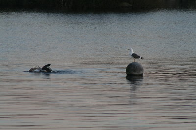 Fighting Gulls