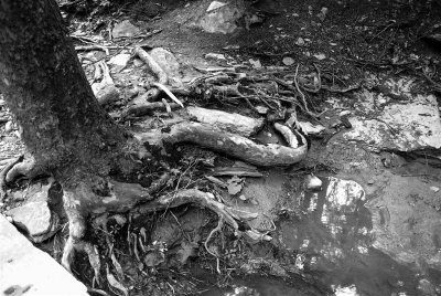roots.