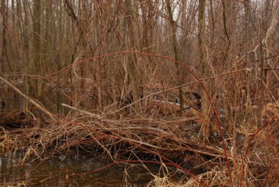 lost in woods