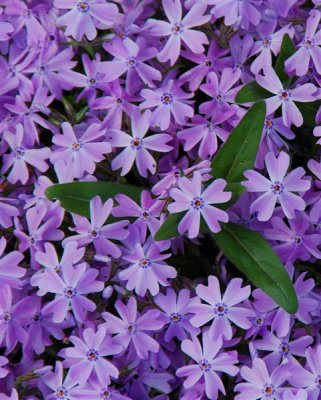 creeping phlox