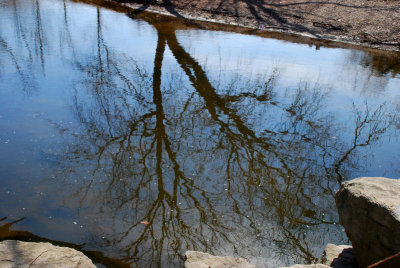 tree reflection